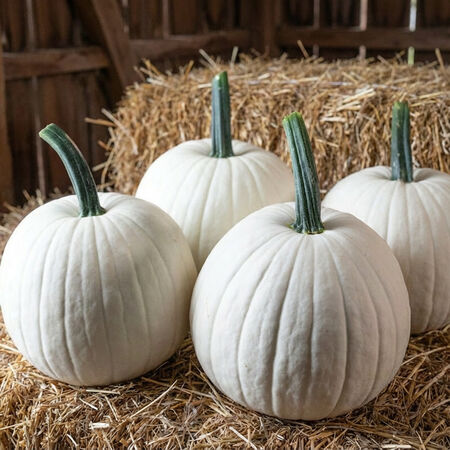 Ghost Town, (F1) Pumpkin Seeds - Packet image number null